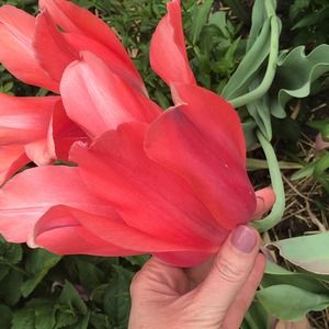 Meet your Posher, Julie